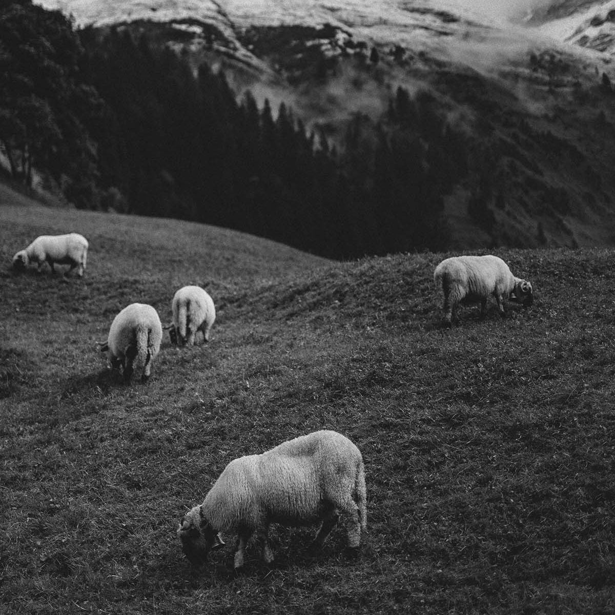 What's So Special About Merino Wool?