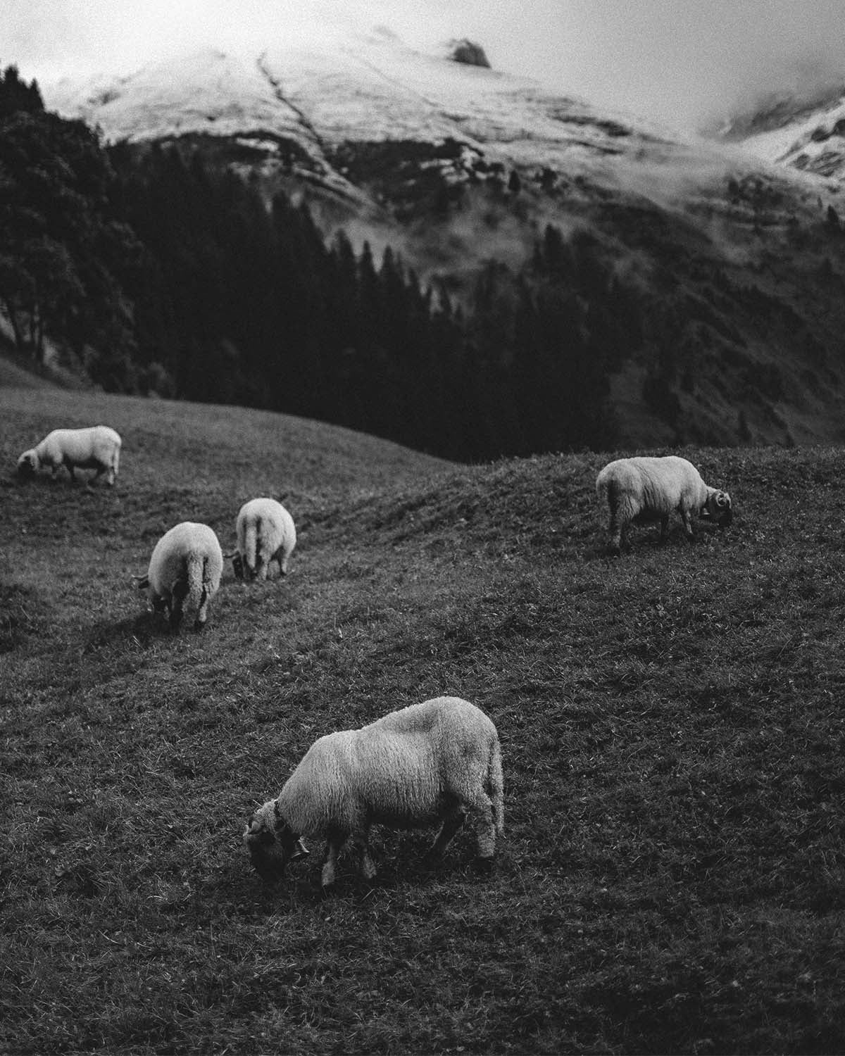 Sheep grazing on a hillside under snow-capped mountains, in black and white